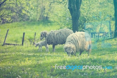 Sheep And Lamb On Green Field Stock Photo