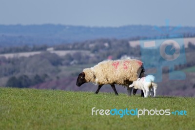 Sheep At Home On The South Downs In Sussex Stock Photo