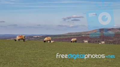 Sheep At Home On The South Downs In Sussex Stock Photo