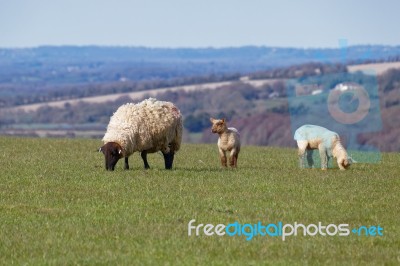 Sheep At Home On The South Downs In Sussex Stock Photo