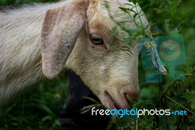 Sheep Eating Stock Photo