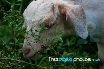 Sheep Eating Grass Stock Photo