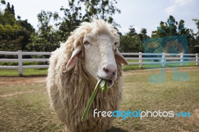 Sheep Eating Grass Leaves Stock Photo