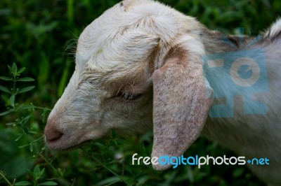 Sheep Eating Green Grass Stock Photo