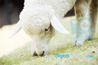 Sheep Grazing In Meadow Stock Photo