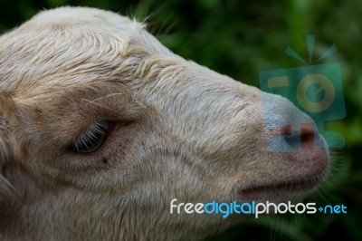 Sheep Head Stock Photo