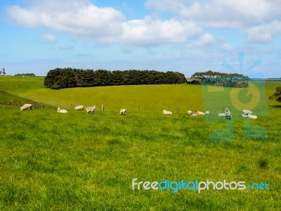 Sheep Herd In Meadows Stock Photo