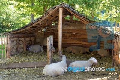 Sheep In A Sheepfold Stock Photo