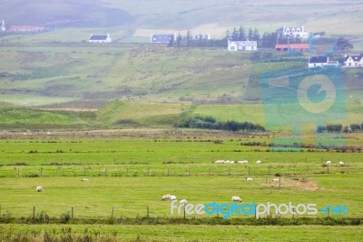 Sheep In The Farm Stock Photo