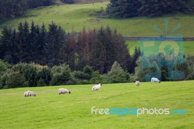 Sheep In The Farm Stock Photo