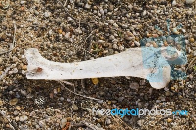 Sheep Leg Bone Stock Photo