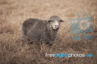 Sheep On The Farm Stock Photo