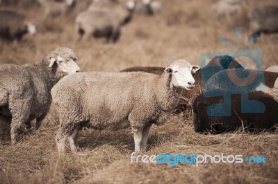 Sheep On The Farm Stock Photo