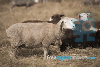 Sheep On The Farm Stock Photo