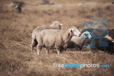 Sheep On The Farm Stock Photo