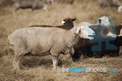 Sheep On The Farm Stock Photo