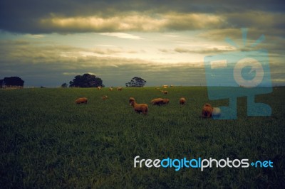 Sheep On The Farm During The Day Stock Photo