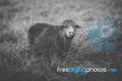 Sheep On The Farm During The Day Stock Photo