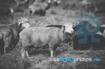 Sheep On The Farm During The Day Stock Photo