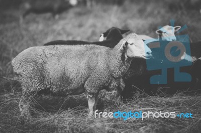 Sheep On The Farm During The Day Stock Photo