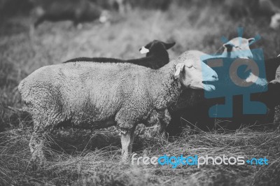 Sheep On The Farm During The Day Stock Photo