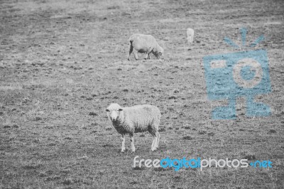 Sheep On The Farm During The Day Stock Photo