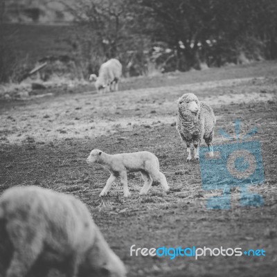 Sheep On The Farm During The Day Stock Photo