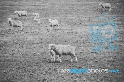 Sheep On The Farm During The Day Stock Photo