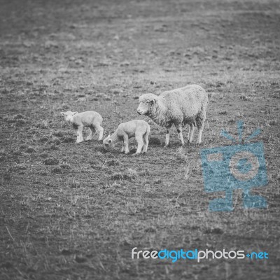 Sheep On The Farm During The Day Stock Photo