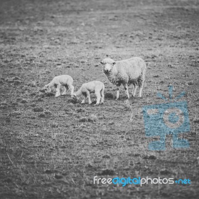 Sheep On The Farm During The Day Stock Photo