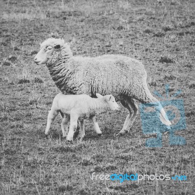 Sheep On The Farm During The Day Stock Photo