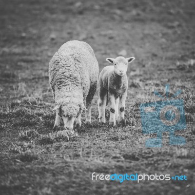 Sheep On The Farm During The Day Stock Photo