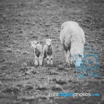 Sheep On The Farm During The Day Stock Photo