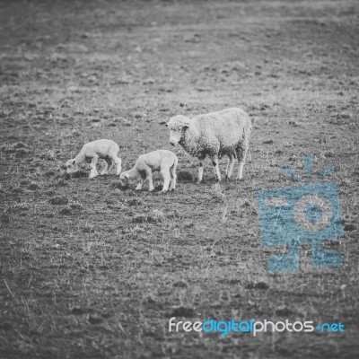 Sheep On The Farm During The Day Stock Photo