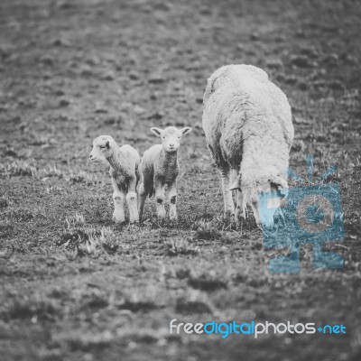 Sheep On The Farm During The Day Stock Photo