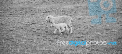 Sheep On The Farm During The Day Stock Photo