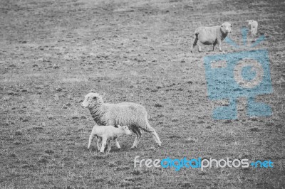 Sheep On The Farm During The Day Stock Photo