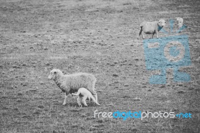 Sheep On The Farm During The Day Stock Photo