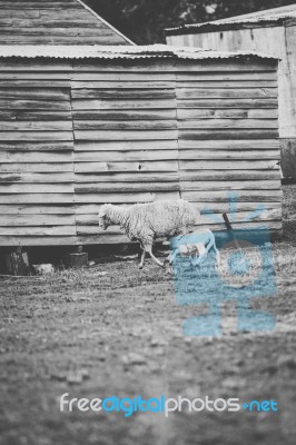 Sheep On The Farm During The Day Stock Photo