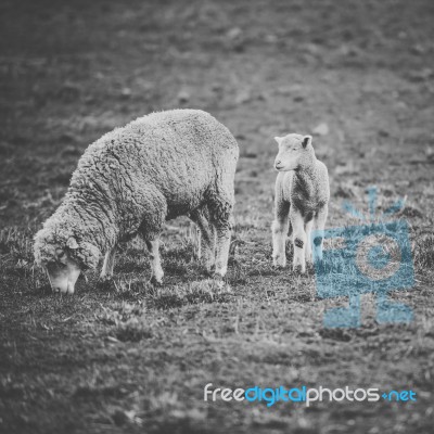 Sheep On The Farm During The Day Stock Photo