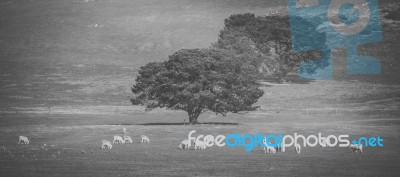 Sheep On The Farm During The Day Stock Photo