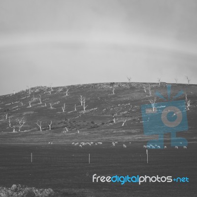 Sheep On The Farm During The Day Stock Photo