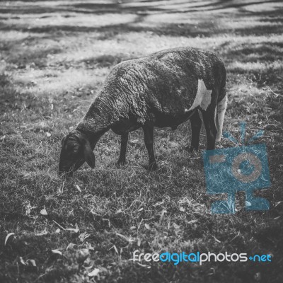 Sheep On The Farm During The Day Stock Photo