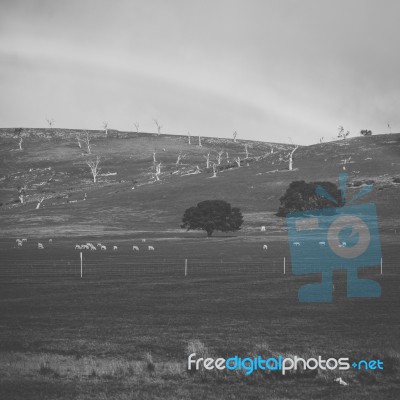 Sheep On The Farm During The Day Stock Photo