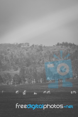 Sheep On The Farm During The Day Stock Photo