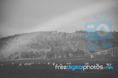 Sheep On The Farm During The Day Stock Photo