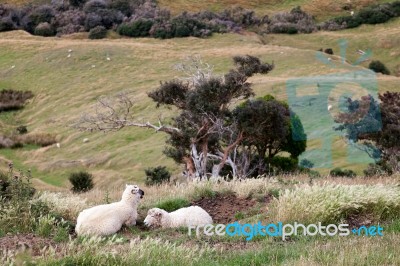 Sheep On The Otago Peninsula Stock Photo