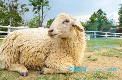 Sheep Resting Stock Photo