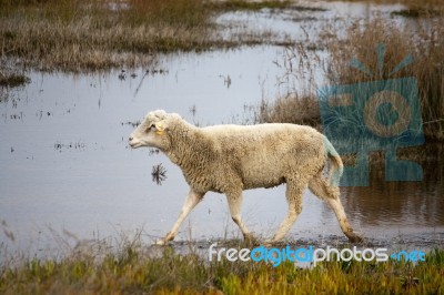 Sheep Running Stock Photo