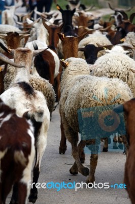 Sheep Running Stock Photo